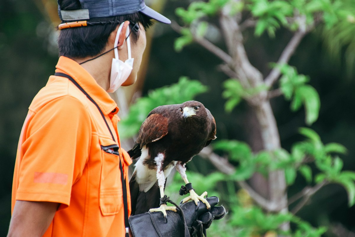 Aves de Bosques Templados